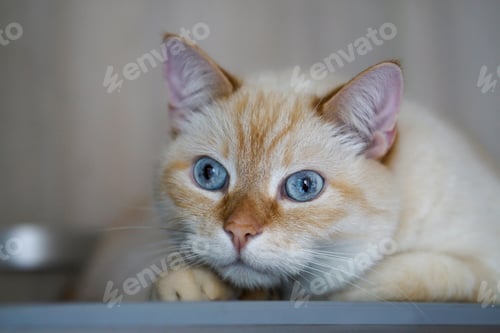 Preview: Beautiful Domestic Ginger Red Pastel Short Hair Blue Gray Eyes Cat