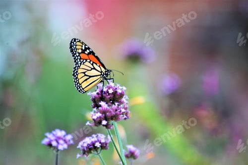 Preview: Colorful nature of a monarch butterfly