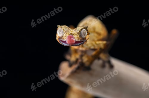 Preview: Leaf Tailed Gecko isolated on black background