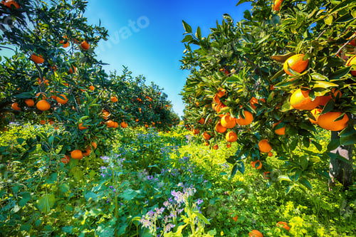 Preview: Ripe oranges on tree in orange garden.