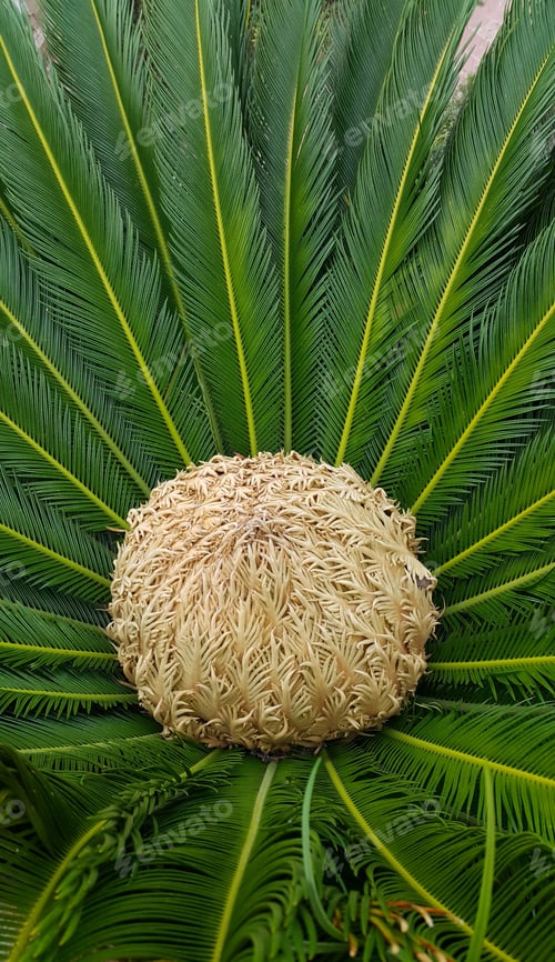 Preview: Female cone and foliage of cycas revoluta cycadaceae sago palm