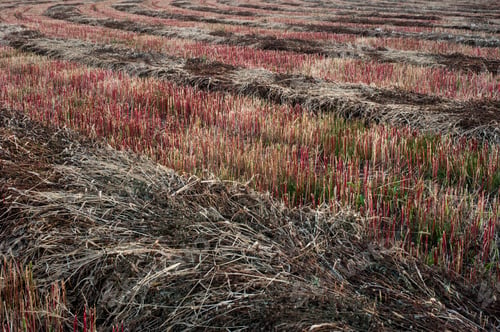 Preview: buckwheat field after harvesting , mown red stubble.