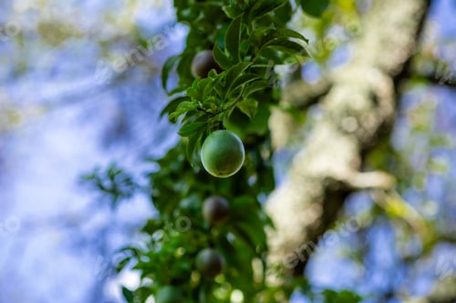 Preview: Passion fruit plant granadilla tree climbing vegetation Kenya East Africa