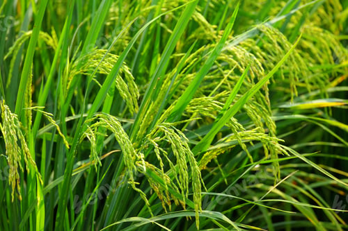 Preview: Asia paddy rice field