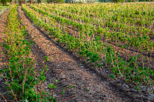 Preview: Unripe raspberry fields
