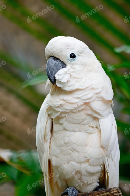 Preview: Mollucan Cockatoo