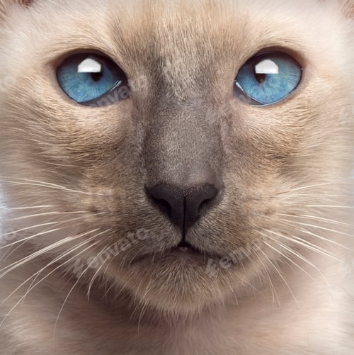 Preview: Close-up of an Oriental Shorthair kitten, 9 weeks old, looking at camera