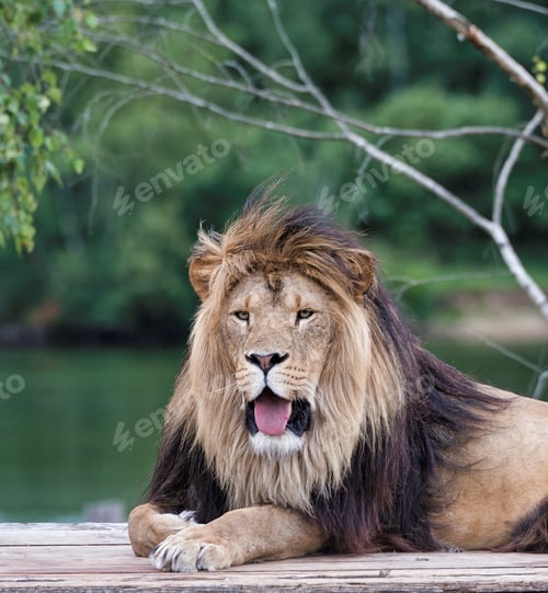 Preview: african lion on top of car