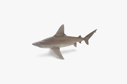 Visualização: Ocean Predator: Sandbar Shark