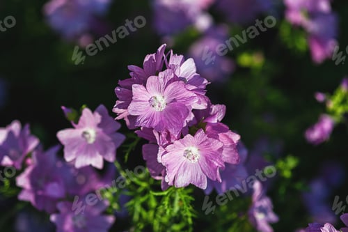 Preview: Musk Mallow (Malva moschata rosea) flowers in evening sunlight