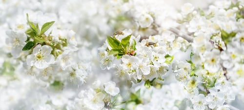 Preview: Branches of blossoming cherry and bee macro with soft focus on blue background. Easter and spring