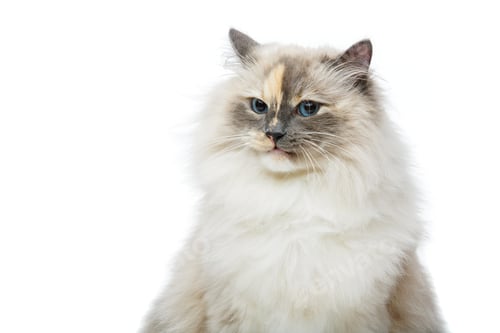 Preview: beautiful birma cat isolated on white