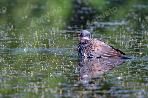 Preview: Wood Pigeon or Columba palumbus