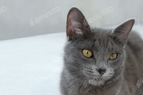 Preview: The gray cat with yellow eyes lies on a gray background. World Cat Day
