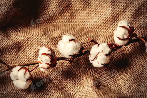 Preview: Cotton branch on jute background.