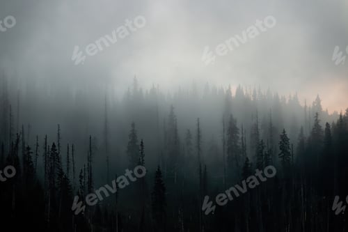Preview: Dark forest in misterious mist in autumn morning