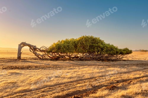 Preview: Breathtaking sunset casting a leaning tree in Western Australia