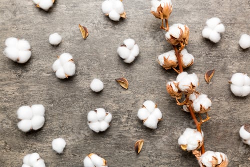 Preview: Autumn Floral Flat lay background composition. Dried white fluffy cotton flower branch top view