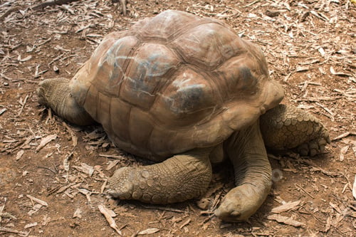 Preview: land tortoises