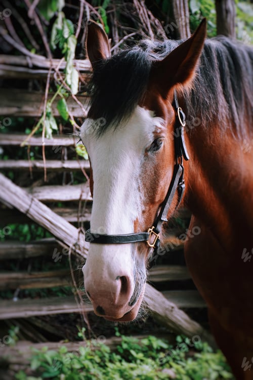 Preview: Horse