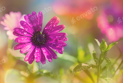Preview: Flower