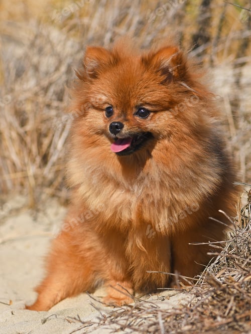 Preview: pomeranian spitz in nature
