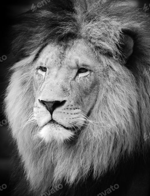 Preview: Lion