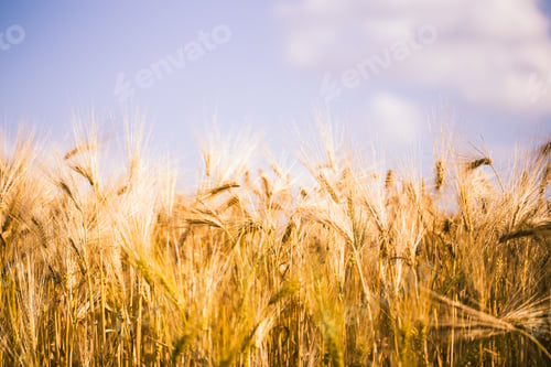 Preview: Golden barley field and sunny day