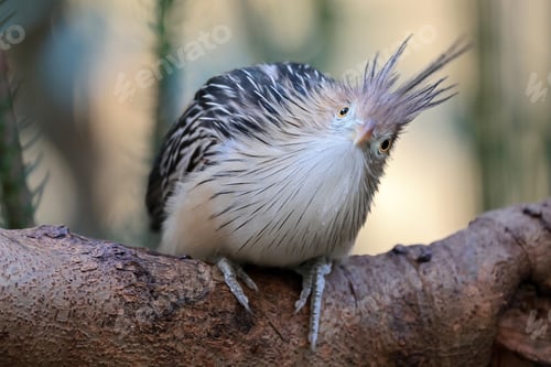 Preview: close up portrait of a beautiful guira cuckoo on blurred nature background