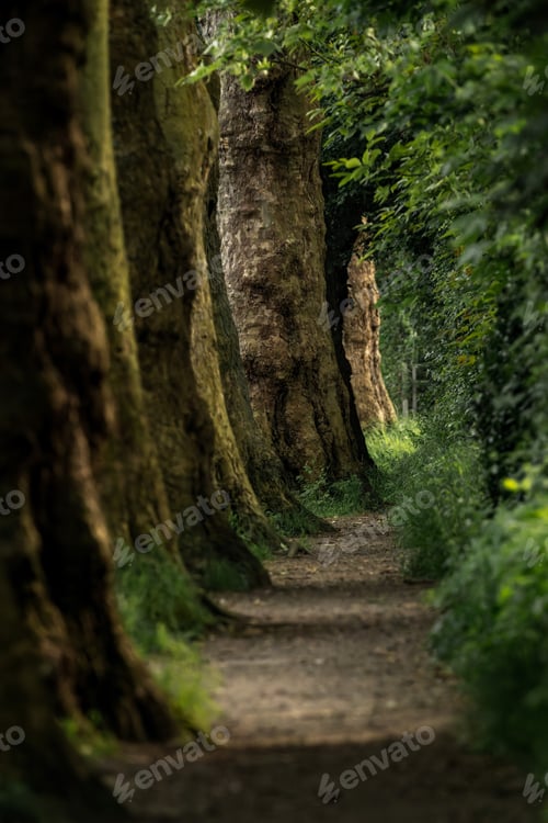 Preview: the trees have been lined up on the side of the trail