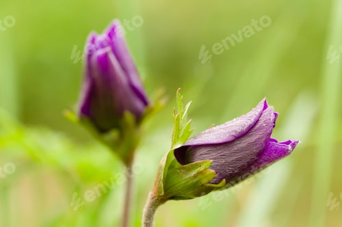 Preview: Purple flowers and dew drops