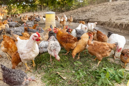 Preview: Free range chicken