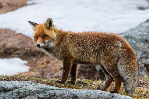 Preview: A watchful fox stands alert on a rocky terrain dusted with snow.
