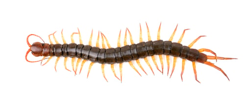 Preview: centipede isolated on white background