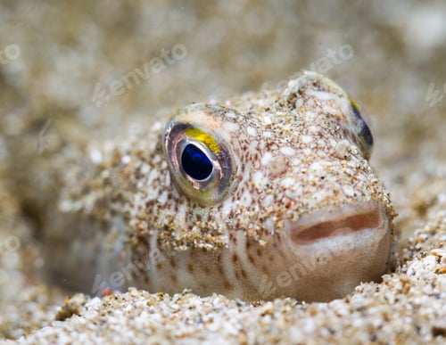 Preview: Yellow-spotted pufferfish from the Mediterranean Sea
