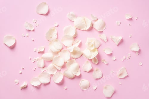 Preview: White rose petals over pink background. Valentine's day, Women's day concept. Festive