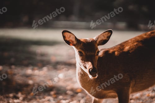 Vista previa: Small deer in the middle of the forest observes something in the distance