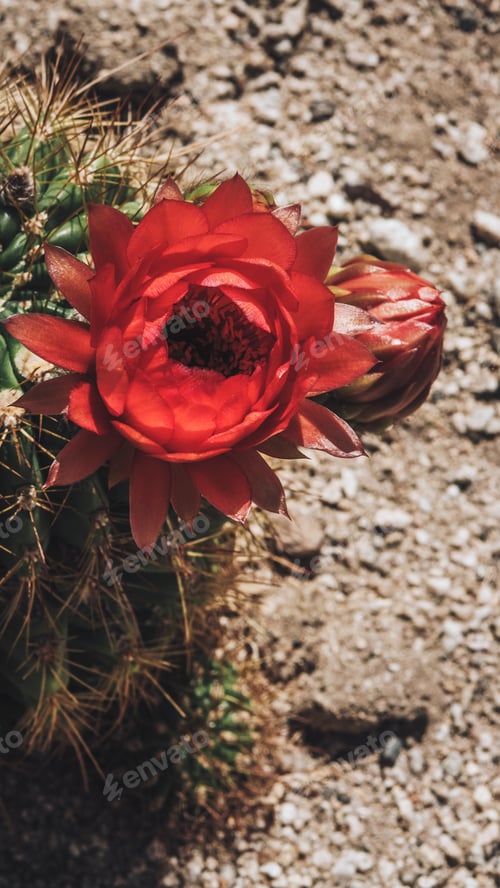 Preview: Botanical phone background