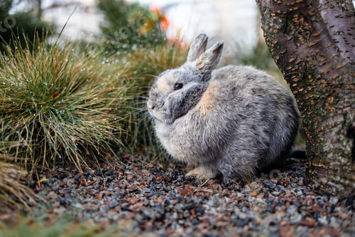 Preview: Wet cute rabbit sitting on grass after a rain shower.