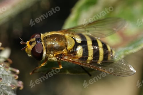 Preview: Hoverfly (Syrphidae)