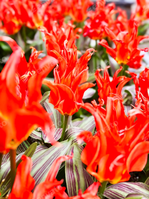 Preview: Red Tulips in Field Natural Background