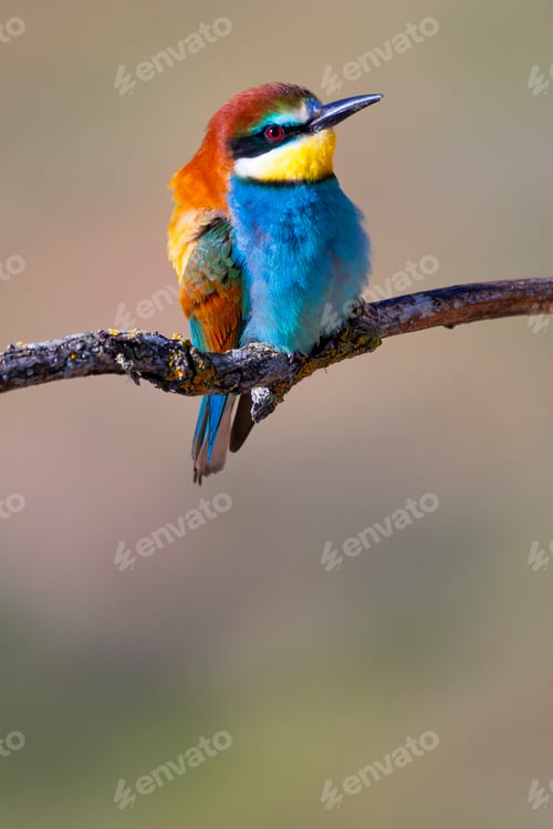 Preview: Bee-eater