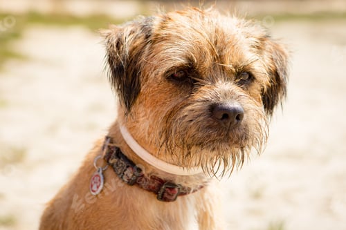 Preview: A cute but cool looking border terrier