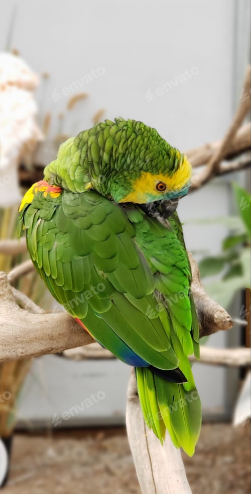 Preview: Cute green parrot