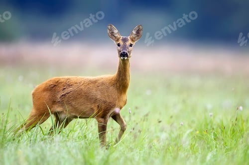 Preview: Roe-deer in the wild