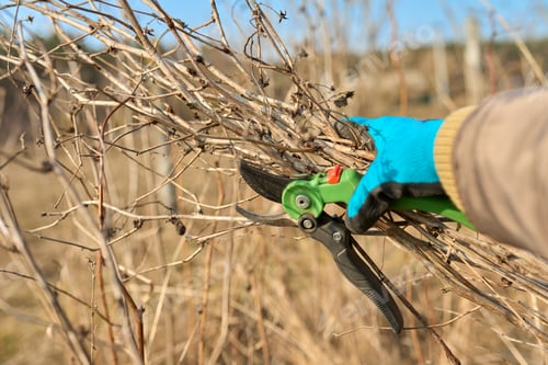 Preview: Close-up of female gardener in gloves with pruning shears with branches of dry raspberries