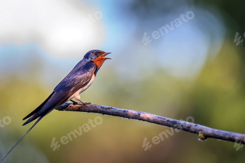 Preview: Barn Swallow or Hirundo rustica sits on tree