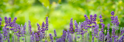 Preview: Violet fragrant lavender flowers.