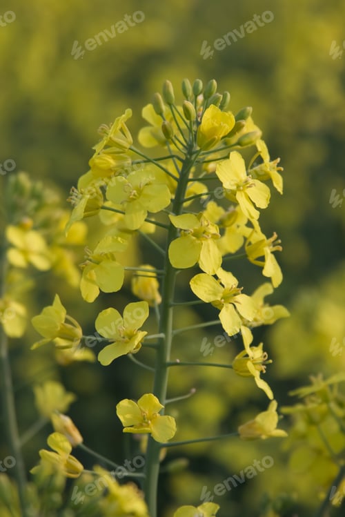 Preview: yellow rapeseed flowers close up
