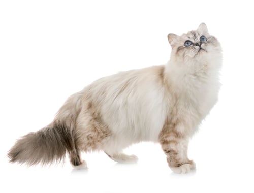 Preview: birman kitten in studio